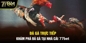 Đá gà trực tiếp 77bet