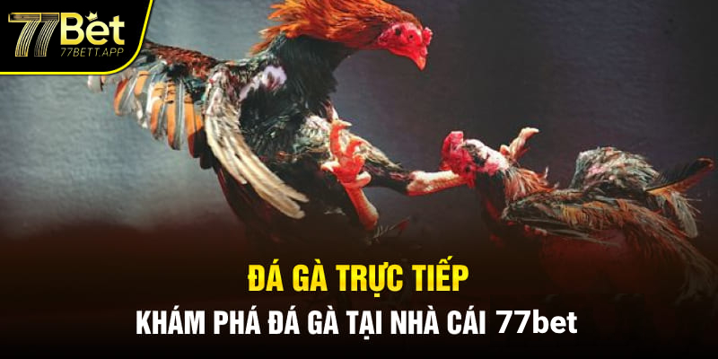 Đá gà trực tiếp 77bet